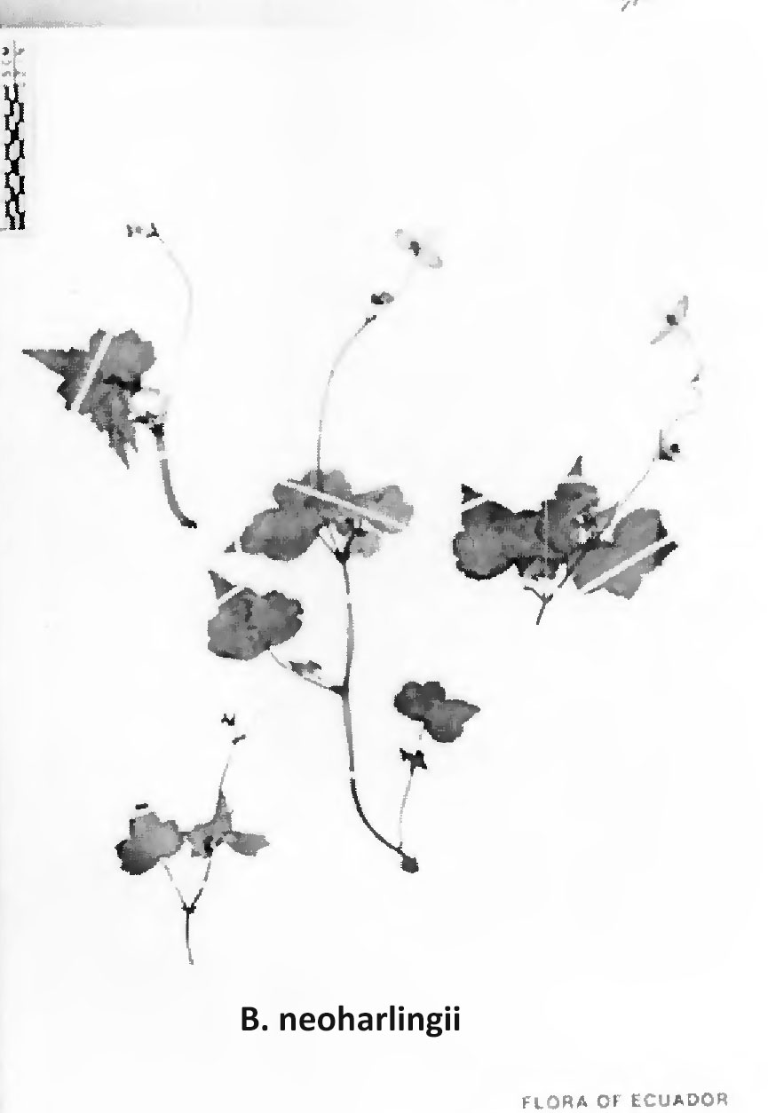 B. neoharlingii